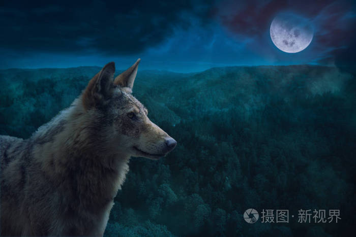 在满月的夜晚在荒野中的灰色阿尔法狼