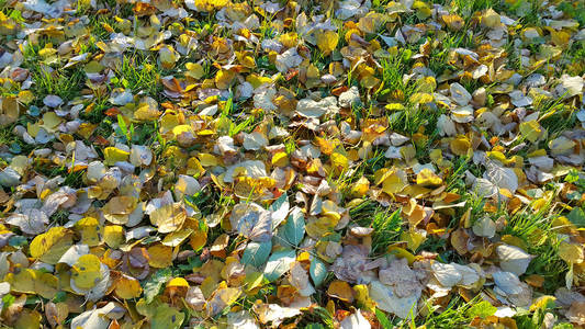 绿草与落叶的秋天背景