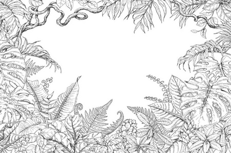 菊花画.黑白线条艺术被隔离在白色背景上.