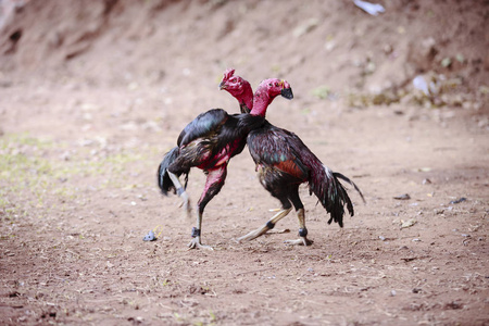 美丽的亚洲公鸡为斗鸡训练照片