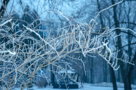 冬天的冰美丽闪亮的树枝覆盖着白色的霜