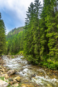 山区河流，景观。在徒步中塔特拉山周围的森林