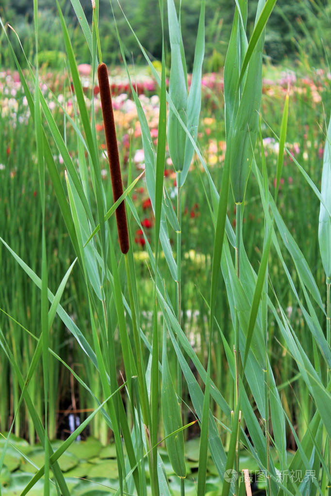 在池塘里生长的芦苇