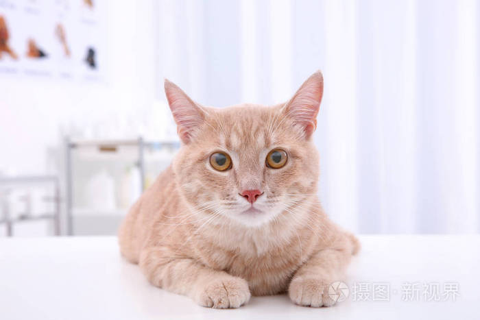 可爱的花猫在桌子上照片 正版商用图片0wzui6 摄图新视界