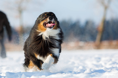 狗在雪中运行