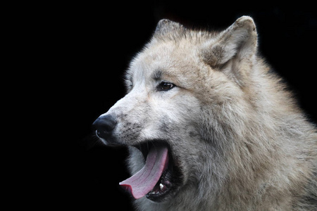 捕食者,白狼照片