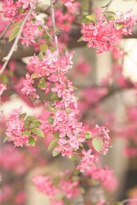 树枝上有粉红色的花在模糊的背景上，注意浅的景深。