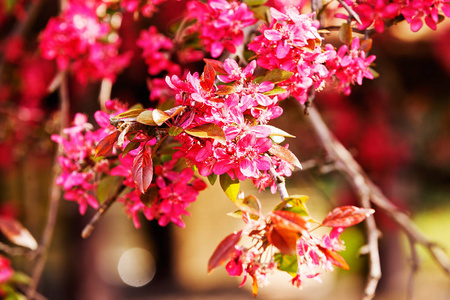 树枝上有粉红色的花在模糊的背景上，注意浅的景深。