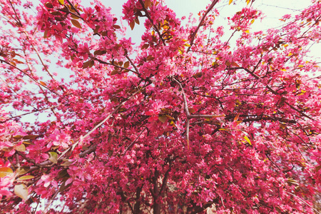 带粉红色花朵的树顶