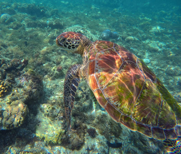 绿海龟或陆龟在珊瑚礁潜水图片