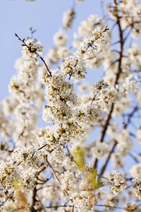 春天有白色花朵的树在蓝色的背景上，注意田野的浅部