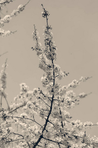 春天有白色花朵的树在蓝色的背景上，注意田野的浅部