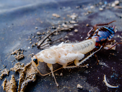 蜕皮蟑螂的特写照片