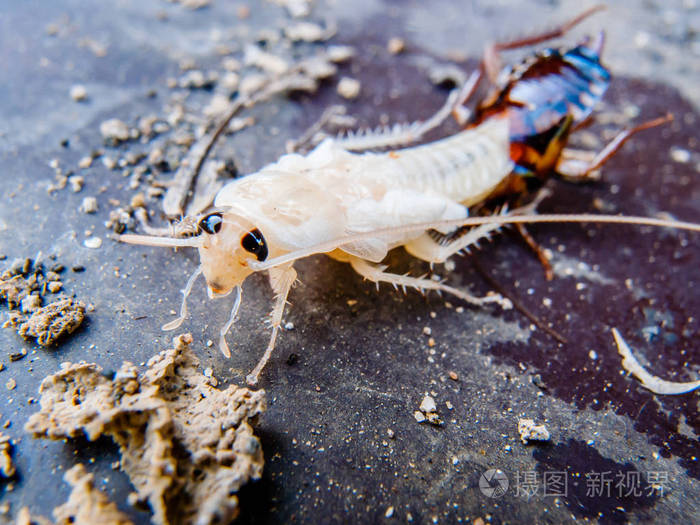 蜕皮蟑螂的特写
