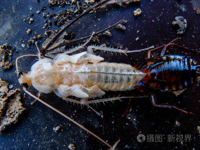 蜕皮蟑螂的特写