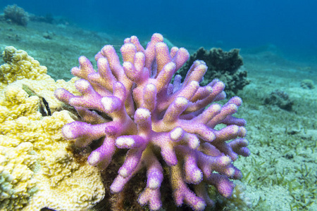 有毒的手指珊瑚图片 有毒的手指珊瑚素材 有毒的手指珊瑚插画 摄图新视界