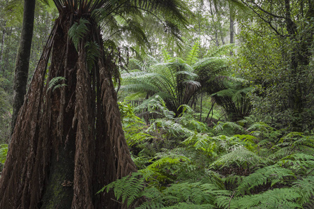在山场国家公园，塔斯马尼亚岛的热带森林。澳大利亚