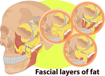 面部层解剖学矢量插图