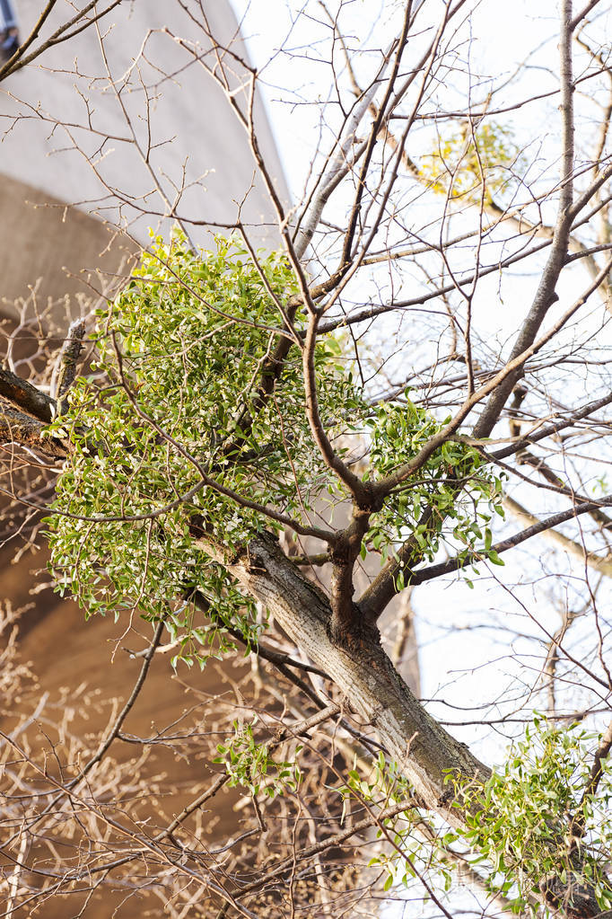 大自然中不寻常的树枝在田野深处