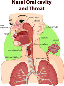 鼻腔和口腔的矢量插图