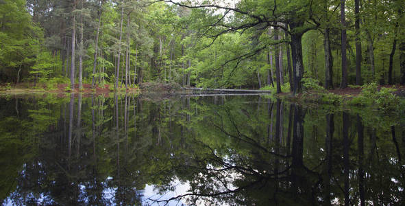 反映在森林里的池塘图片