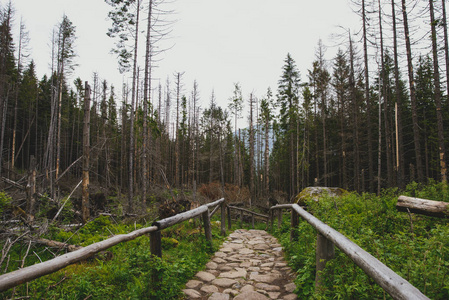 在山里徒步旅行路径