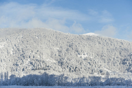 松树和雪