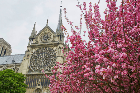 与美丽的樱花巴黎圣母院 