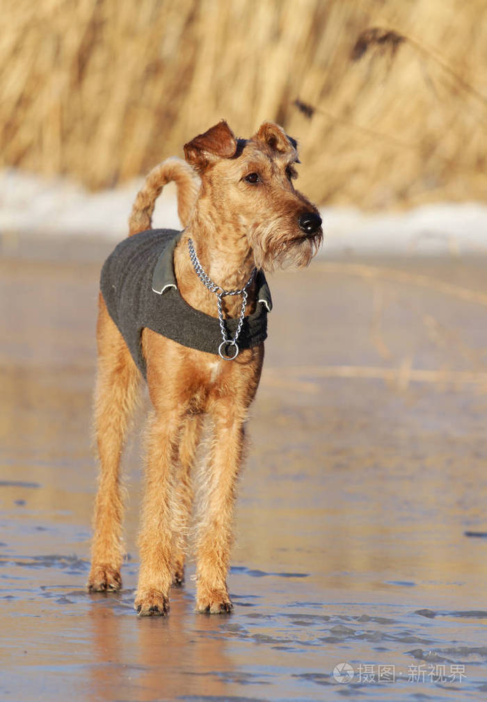 狗散步爱尔兰梗