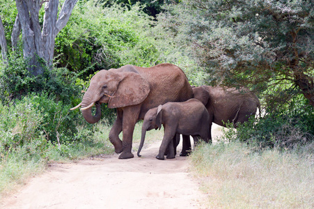 大象和她的幼崽穿越轨道