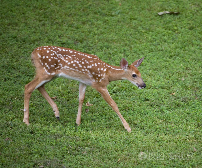 行走的白尾鹿小鹿