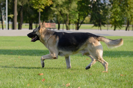 东欧牧羊犬图片