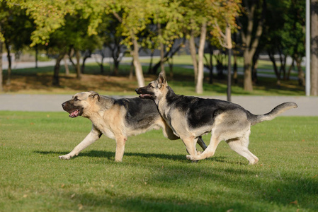 两个运行德国牧羊犬