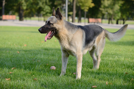 东欧牧羊犬图片