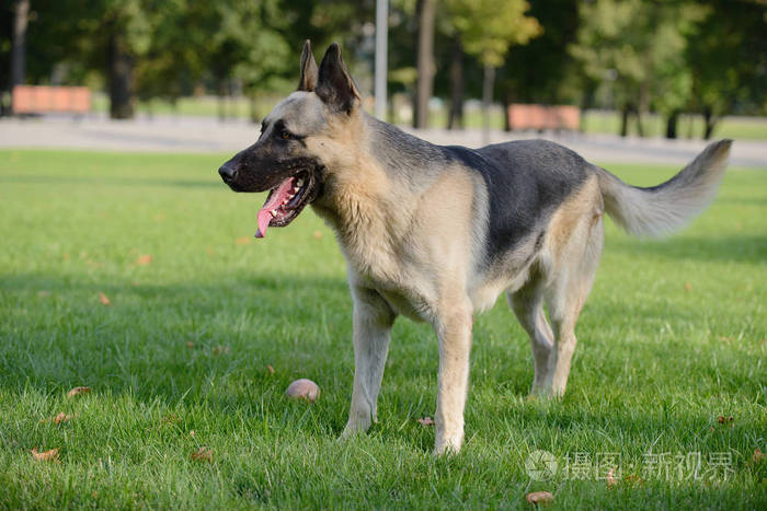玩球在草地上草地上的德国牧羊犬