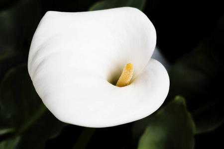 黑暗背景下的白色 calla lilly 花