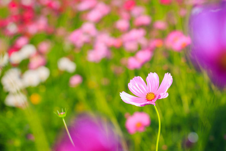 波斯菊花海与模糊背景图片