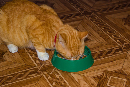 首页红猫吃的食物