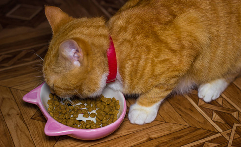 首页红猫吃的食物图片