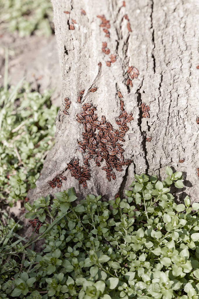 树上的红色小虫