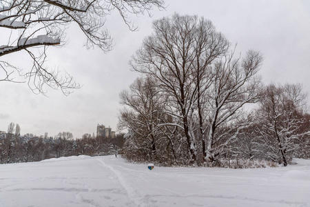 冬天视图与雪覆盖在索非亚市南方公园里的树木