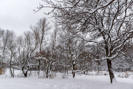 冬天视图与雪覆盖在索非亚市南方公园里的树木