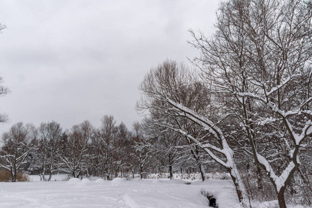 冬天视图与雪覆盖在索非亚市南方公园里的树木