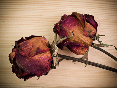 枯树的红玫瑰红玫瑰干枯花蕾的特写镜头在白色背景的两个枯萎的玫瑰在