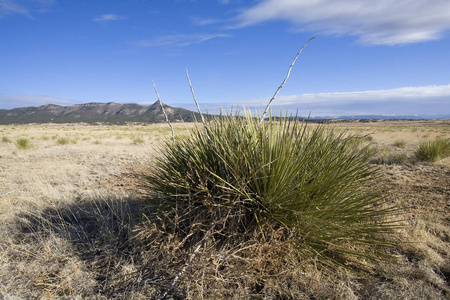 新墨西哥州的草地平原