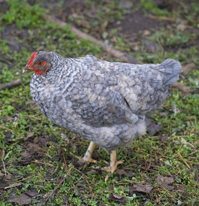 灰色母鸡图片