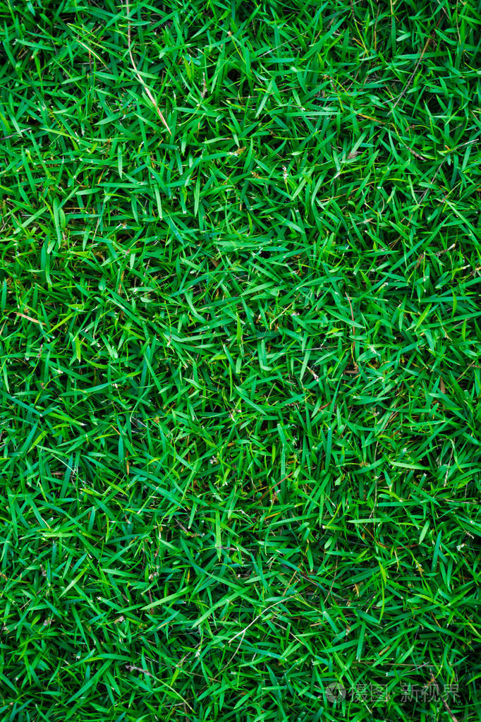 空的绿色草地背景弗洛拉对象