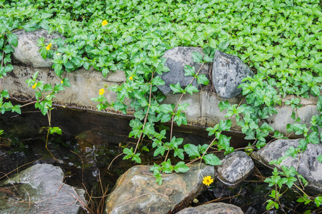 岸上植物草生长在河岸上.攀岩植物和石头照片