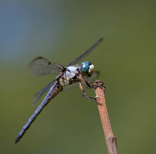 蓝眼睛的蜻蜓