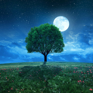 麦田和树在夜空中图片